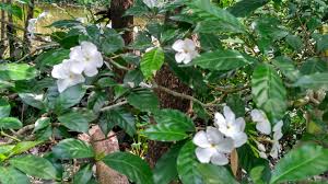 Image result for Tabernaemontana crassa