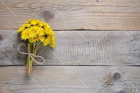 Bouquet Of Dandelion Flowers On Wooden Background 669879 General Design Bundles In 2021 Apricot Blossom Dandelion Dandelion Flower