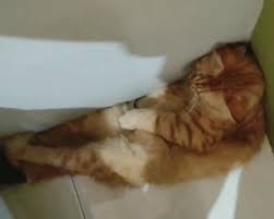 Maybe you would like to learn more about one of these? Kucing Ngambek Bikin Netizen Ngakak