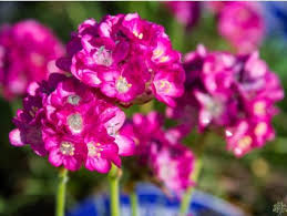 Image result for dipladenie hybrida rio obrázek