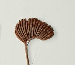 Image result for Schizaea pectinata