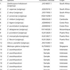 Image result for Zanthoxylum holtzianum