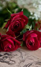 Don T Wait Life Goes Faster Than You Think Love Rose Flower Rose Buds Beautiful Flowers