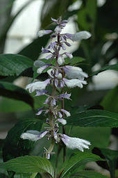 Lsd stimulates centers of the sympathetic nervous system in the midbrain, which leads. Salvia Divinorum Wikipedia