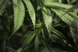 At later stages, leaf spots begin yellowing. What Cannabis Leaves Can Tell You Rqs Blog