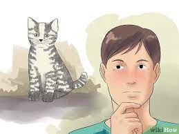 3 Ways To Breed Cats Wikihow