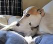What is a Sighthound? - PetGuide
