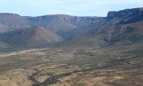 Image result for Plinthus cryptocarpus