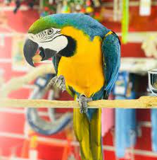 Pet birds for sale finches parakeets conures more. Birds Club Uae Home Facebook
