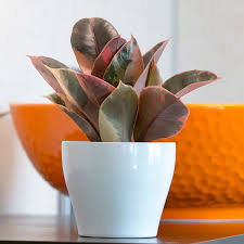 Image result for Ficus variifolia