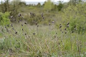 Image result for Rhytachne latifolia