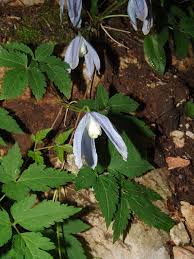 Image result for Clematis uhehensis