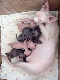 kotyata donskogo sfinksa pitomnik angel foto i video lysye koshki 1 kittens and puppies hairless cat cute animals