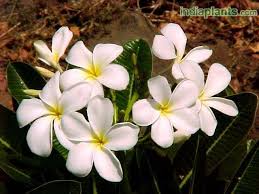 We did not find results for: Indiaplants Com Plant Details