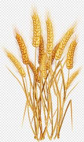 Common Wheat Cereal Ear Cartoon Wheat Cartoon Character Food Oat Png Pngwing Pngtree offers cartoon wheat png and vector images, as well as transparant background cartoon wheat clipart images and psd files. common wheat cereal ear cartoon wheat