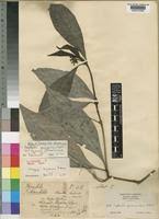 Image result for Psychotria peduncularis