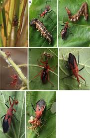 Best voted pest control in hamilton, montana. Reduviids And Their Merits In Biological Control Springerlink
