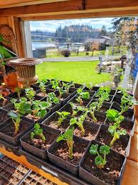 Image result for cuttings of geraniums