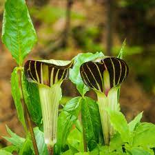 Arisaema triphyllum (jack in the pulpit) is a perennial plant in the genus arisaema family. Wir Stellen Urtinkturen Und Dilutionen Nach Vorschriften Her