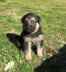 These intelligent canines are known for their jobs as police assistants, search and rescue pups, contraband sniffers, service dogs and more. German Shepherd Puppies For Sale Carnesville Ga 321213