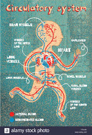 human circulatory system for kids vector color cartoon