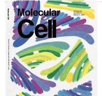 Kirsten Reimer's art featured on Molecular Cell's Cover ...