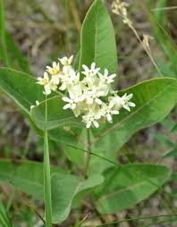 Dwarf Milkweed Asclepias Ovalifolia Asclepias Milkweed Butterfly Garden