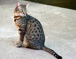 For this reason, we call it a smoke instead of a black tabby cat. Egyptian Mau Wikipedia