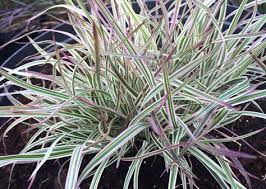 Image result for Stolzia compacta