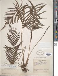 Image result for Pseudocyclosorus