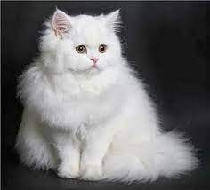 Salah satu jenis kucing persia yang terkenal ialah kucing persia flatnose. Image Result For Kucing Parsi Derpy Cats Cats Beautiful Cats