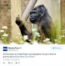 Check spelling or type a new query. Gorilla Shows Middle Finger To Zoo Visitors Trying To Take His Picture Bored Panda