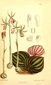 Image result for Nervilia petraea