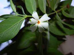 The flowers are used as food colours and yellow dye for clothing. File Shiuli Bengali à¦¶ à¦‰à¦² 505526705 Jpg Wikimedia Commons