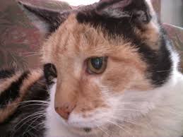 Every calico cat has its own markings. A Calico Cat Named Callie Home Facebook