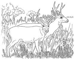 Couple Of North America Mule Deer Coloring Page Deer Coloring Pages Bear Coloring Pages Animal Coloring Pages