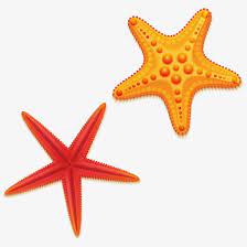 Two Starfish Vector Starfish Drawing Starfish Vector
