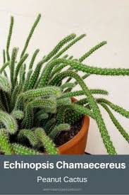 Cacti are all flowering plants, but some have more prominent blooms and there are a few, such as mammillaria, gymnocalycium and parodia, that will. 590 Cacti Types Ideas In 2021 Cactus Types Succulents Cacti And Succulents