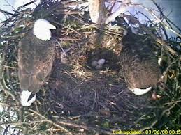 By plumage until they are 5 years old, then after that you cannot age them. Bald Eagles Egg Laying