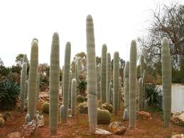 The presence of spikes and a waxy cuticle. Cephalocereus Senilis Old Man Cactus World Of Succulents