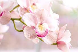 Earth Orchid Flowers Flower Close Up Pink Flower Nature Wallpaper Flower Close Up Orchid Wallpaper Orchid Flower