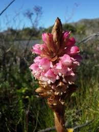 Image result for Satyrium carsonii