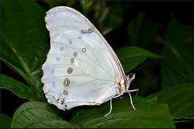 Morpho Polyphemus White Morpho Morpho Beautiful Butterflies Moth