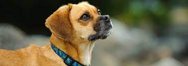 Puggle Dog Breed Information Personality Traits