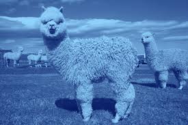 Spanish greeting body language is pretty important to consider before visiting the country. What Is The Difference Between A Llama And An Alpaca Dictionary Com