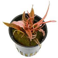 This cryptocoryne is labeled 'pink panther' by ada. Cryptocoryne Wendtii Flamingo Aquasabi Aquascaping Shop