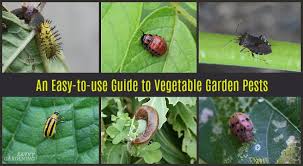 guide to vegetable garden pests identification and organic