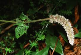 Image result for Cyathula polycephala