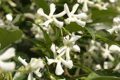Adatta per questo come portainnesto. 81 Ideeen Over Piante Da Siepe Sempreverdi Planten Tuin Buxus