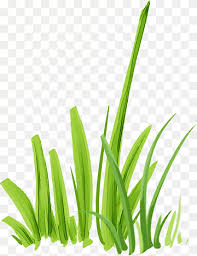 Image result for Microchloa